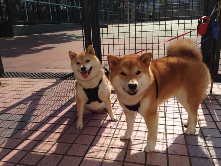 世界杯之夜，恩比德惊艳四座，当篮球巨星点亮足球圣殿